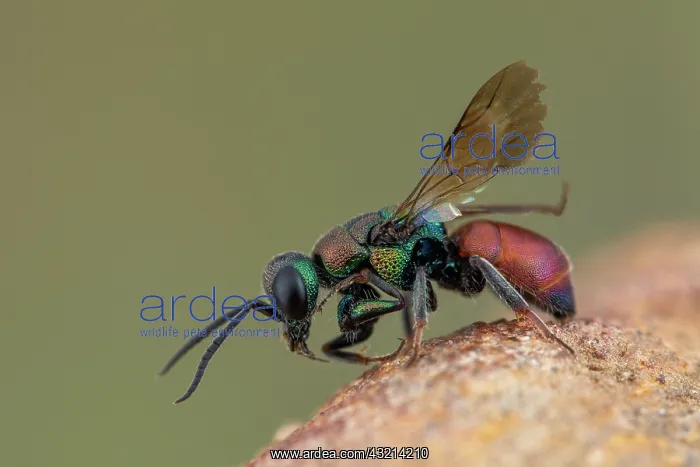 : Cuckoo wasp (Hedychridium chloropygum), Soria, Spain : Cuckoo wasp (Hedychridium chloropygum), Soria, Spain