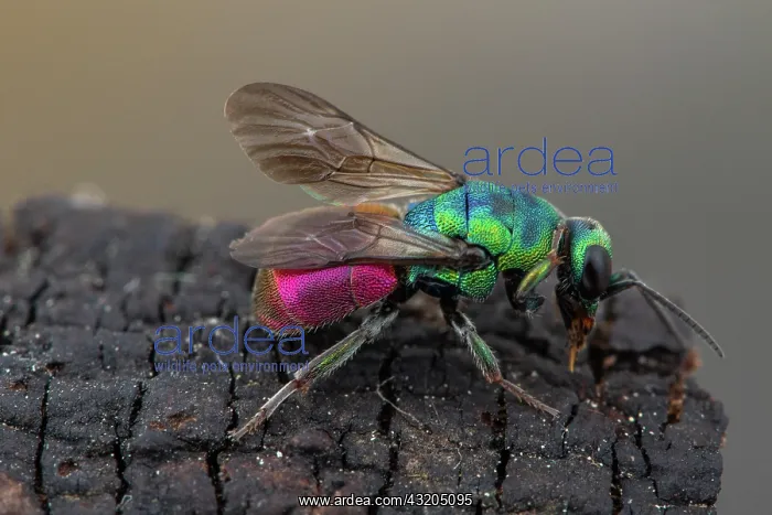 : Cuckoo Wasp (Hedychrum longicolle), Tourrette-Levens : Cuckoo Wasp (Hedychrum longicolle), Tourrette-Levens