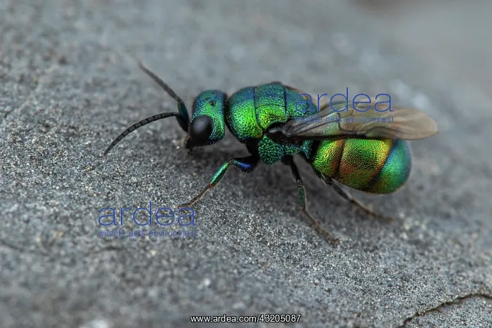 : Cuckoo wasp (Holopyga fervida) male, Tourrette-Levens : Cuckoo wasp (Holopyga fervida) male, Tourrette-Levens