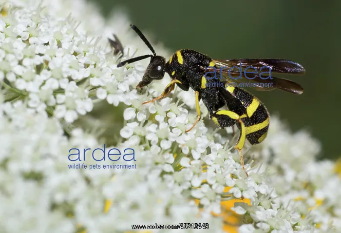 : Cuckoo wasp (Leucospis dorsigera) on wild carrot : Cuckoo wasp (Leucospis dorsigera) on wild carrot
