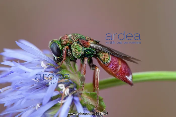 : Cuckoo wasp (Parnopes grandior), Clermont-Ferrand : Cuckoo wasp (Parnopes grandior), Clermont-Ferrand