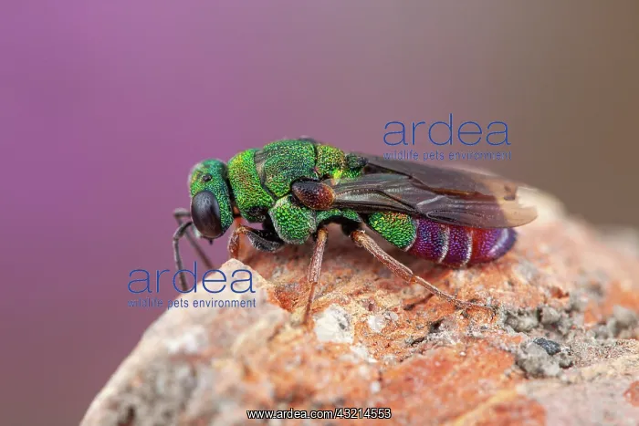 : Cuckoo wasp (Parnopes grandior), Clermont-Ferrand : Cuckoo wasp (Parnopes grandior), Clermont-Ferrand