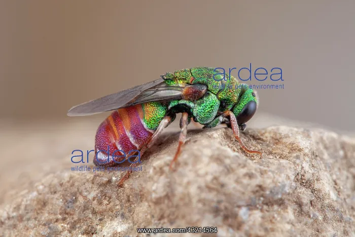 : Cuckoo wasp (Parnopes grandior), Clermont-Ferrand : Cuckoo wasp (Parnopes grandior), Clermont-Ferrand