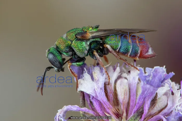 : Cuckoo wasp (Parnopes grandior), Soria, Spain : Cuckoo wasp (Parnopes grandior), Soria, Spain