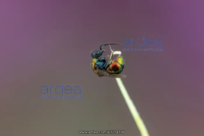: Cuckoo wasp (Philoctetes micans), Soria, Spain : Cuckoo wasp (Philoctetes micans), Soria, Spain