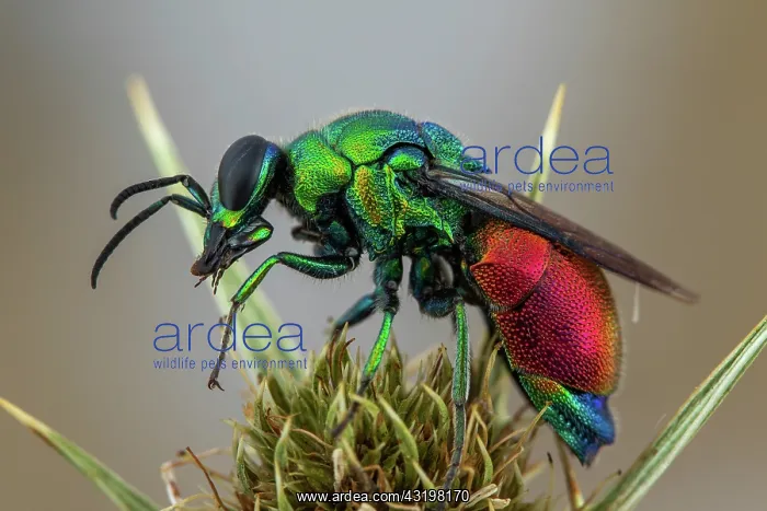 : Cuckoo wasp (Stilbum calens), Saint-Jean-de-Bueges : Cuckoo wasp (Stilbum calens), Saint-Jean-de-Bueges