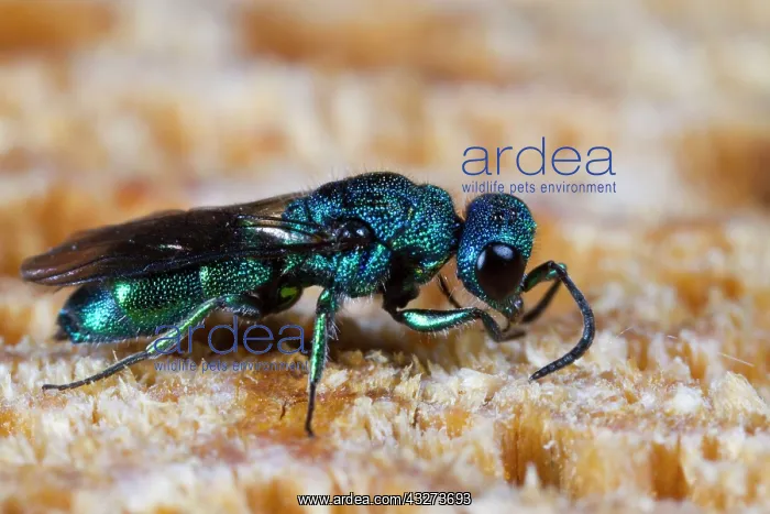 : Cuckoo Wasp (Trichrysis cyanea) adult female, using : Cuckoo Wasp (Trichrysis cyanea) adult female, using