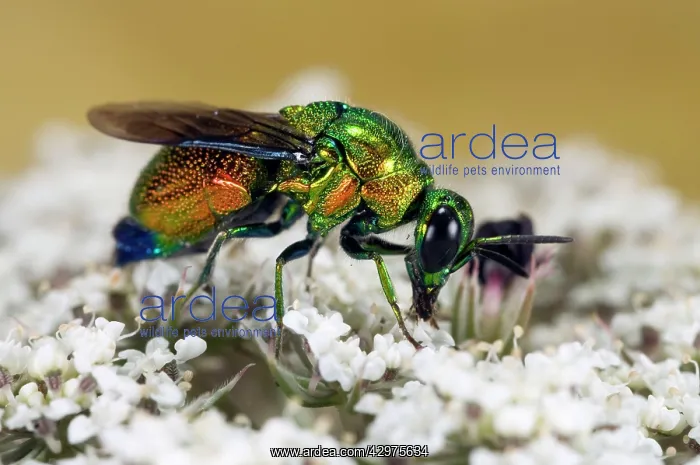  : Cuckoo-wasps
