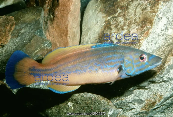 : Cuckoo Wrasse : Cuckoo Wrasse
