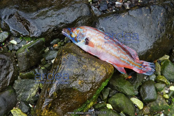 : Cuckoo Wrasse : Cuckoo Wrasse