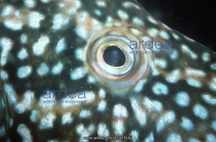 : CUCKOO WRASSE - close up of eye : CUCKOO WRASSE - close up of eye