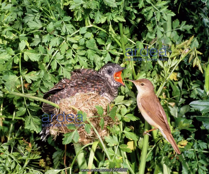 : Cuckoo - young being fed at nest by Reed Warbler : Cuckoo - young being fed at nest by Reed Warbler