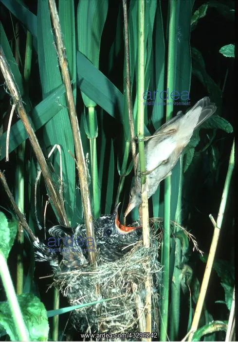 : Cuckoo - young being fed by Reed Warbler : Cuckoo - young being fed by Reed Warbler