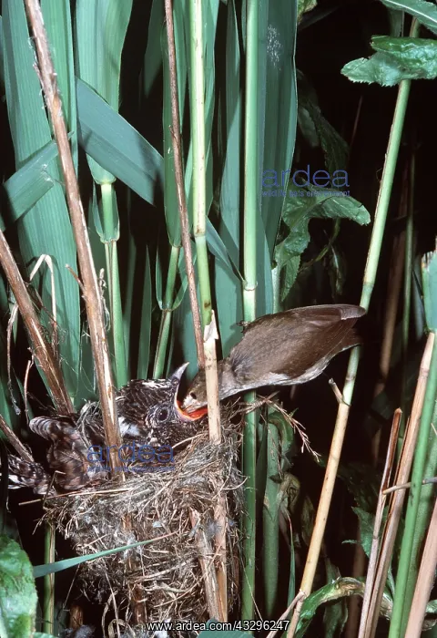: CUCKOO - young being fed by Reed warbler, in Reed : CUCKOO - young being fed by Reed warbler, in Reed
