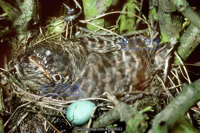 : Cuckoo - young in nest next to egg : Cuckoo - young in nest next to egg