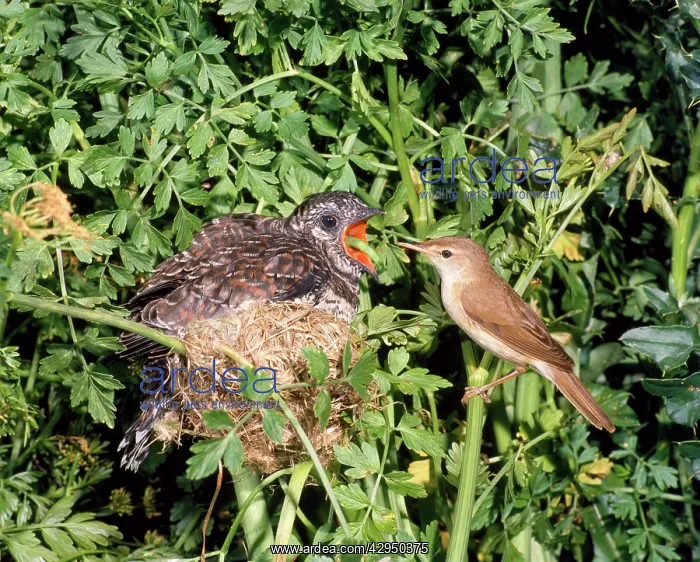 : Cuckoo - young in nest being fed by Reed Warbler : Cuckoo - young in nest being fed by Reed Warbler