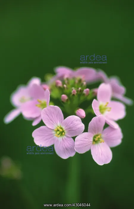 : Cuckooflower : Cuckooflower