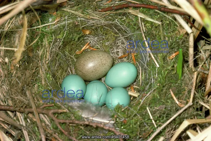 : CUCKOO'S egg - in DUNNOCK / Hedge Sparrows nest with eggs : CUCKOO'S egg - in DUNNOCK / Hedge Sparrows nest with eggs