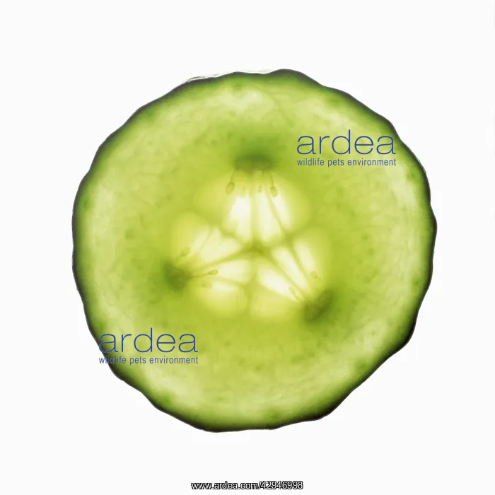 : Cucumber, Cucumis sativus : Cucumber, Cucumis sativus