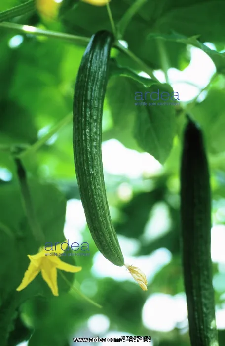 : Cucumber, Cucumis sativus : Cucumber, Cucumis sativus
