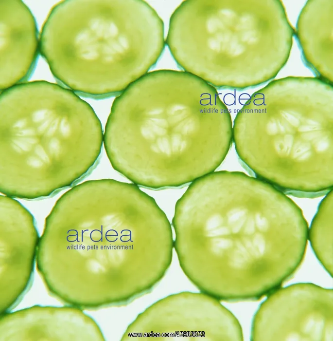 : Cucumber, Cucumis sativus : Cucumber, Cucumis sativus