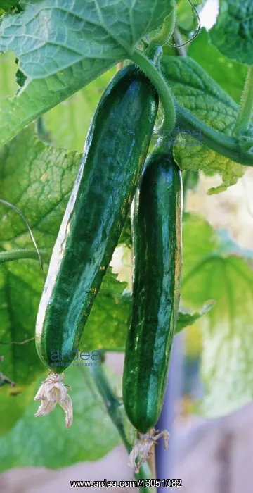: Cucumber, Cucumis sativus : Cucumber, Cucumis sativus