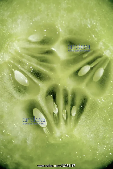 : Cucumber, Cucumis sativus : Cucumber, Cucumis sativus