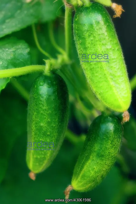 : Cucumber, Cucumis sativus : Cucumber, Cucumis sativus