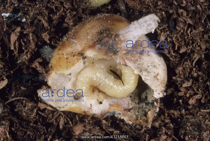 : Cucumber Beetle larva : Cucumber Beetle larva