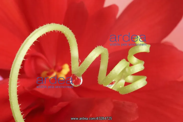 : Cucumber, Cucumber tendril with a water drop shown : Cucumber, Cucumber tendril with a water drop shown
