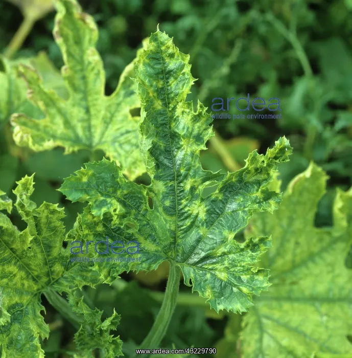 : Cucumber Green Mottle Virus on Zucchini leaf : Cucumber Green Mottle Virus on Zucchini leaf