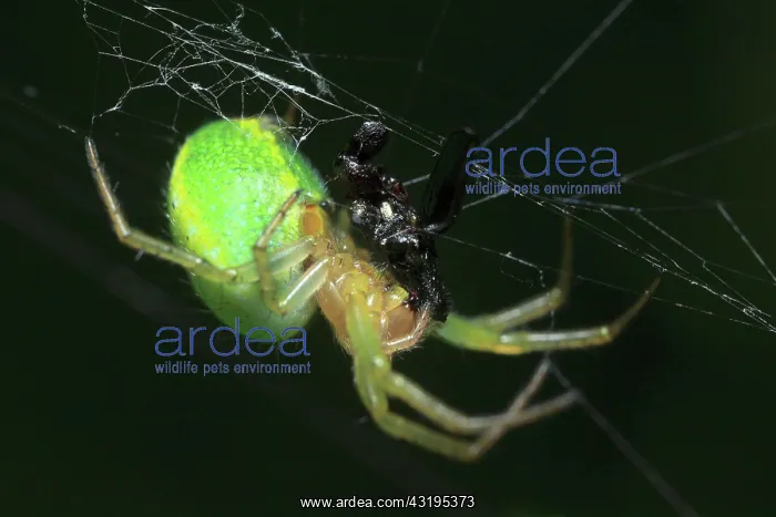 : Cucumber green spider (Araniella cucurbitina) with : Cucumber green spider (Araniella cucurbitina) with