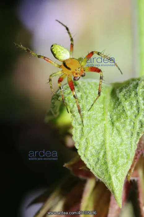 : Cucumber green Spider (Araniella cucurbitina) male : Cucumber green Spider (Araniella cucurbitina) male