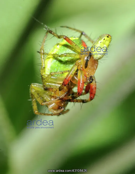 : Cucumber green Spider (Araniella cucurbitina) mating : Cucumber green Spider (Araniella cucurbitina) mating