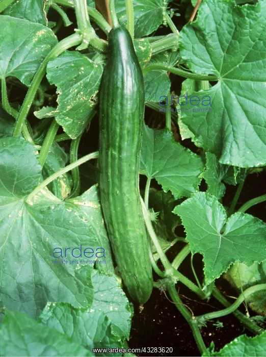 : CUCUMBER - growing on plant : CUCUMBER - growing on plant