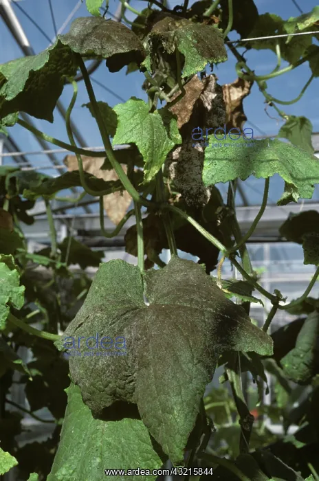 : Cucumber leaf : Cucumber leaf