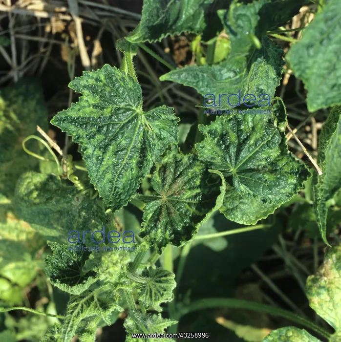 : Cucumber mosaic virus distorted leaves : Cucumber mosaic virus distorted leaves