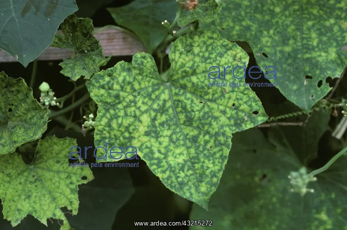 : Cucumber Mosaic Virus on Squash leaf : Cucumber Mosaic Virus on Squash leaf