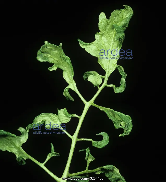 : Cucumber mosaic virus on tomato plant : Cucumber mosaic virus on tomato plant