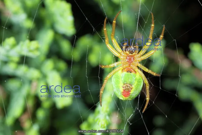 : Cucumber Spider : Cucumber Spider