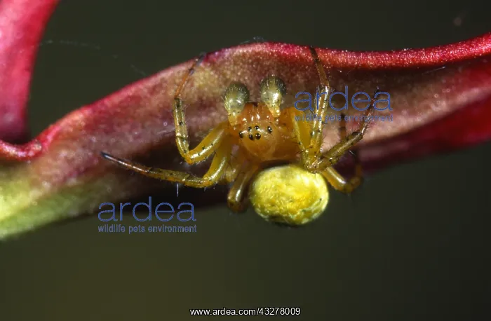 : Cucumber Spider (Araniella cucurbitina) underne : Cucumber Spider (Araniella cucurbitina) underne