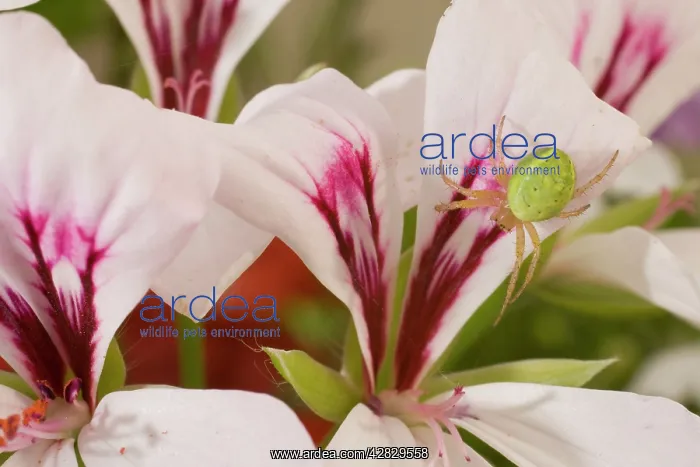 : Cucumber Spider on lily : Cucumber Spider on lily