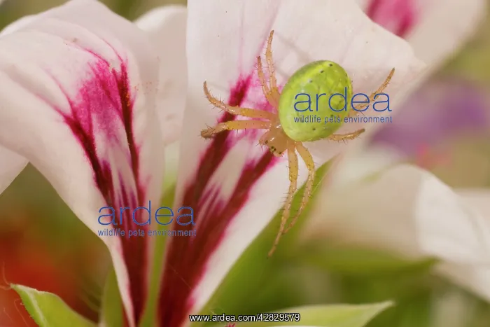 : Cucumber Spider on lily : Cucumber Spider on lily