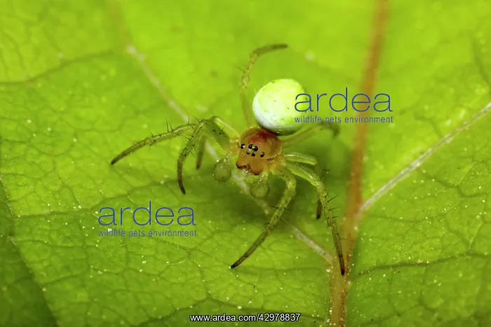 : Cucumber Spider - male : Cucumber Spider - male