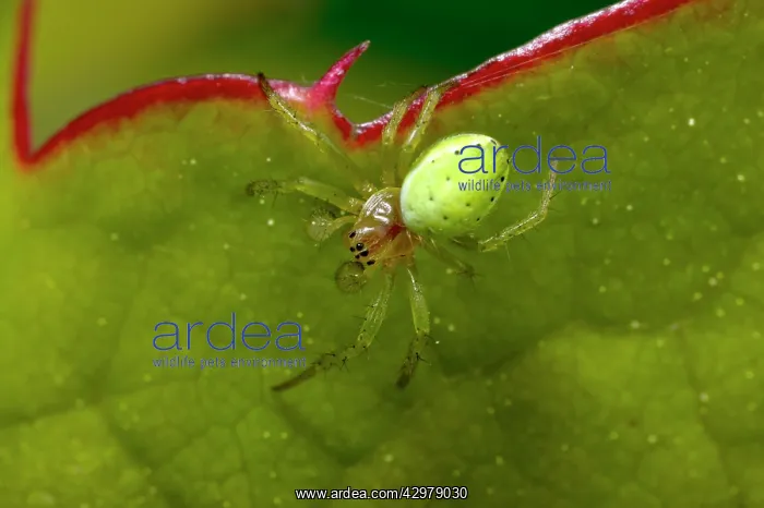 : Cucumber Spider - male : Cucumber Spider - male