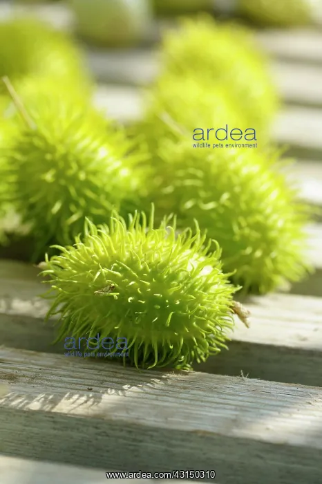 : Cucumber, Wild Cucumber, Cucumis africanus, Spiky green vege : Cucumber, Wild Cucumber, Cucumis africanus, Spiky green vege
