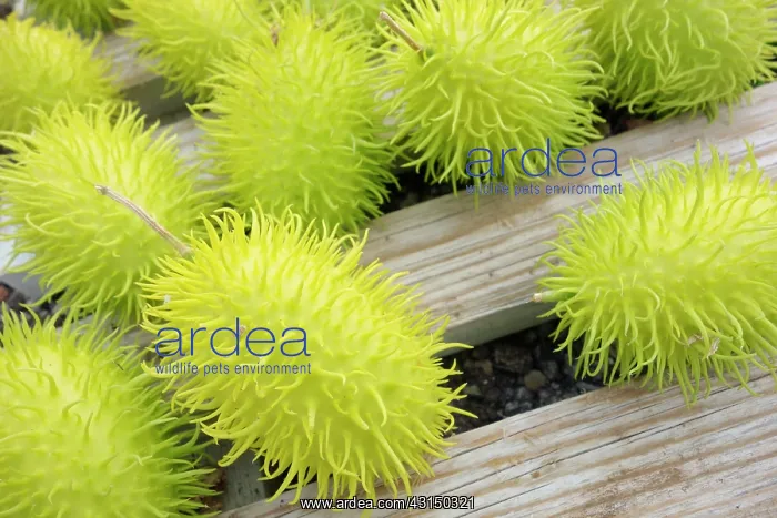 : Cucumber, Wild Cucumber, Cucumis africanus, Spiky green vege : Cucumber, Wild Cucumber, Cucumis africanus, Spiky green vege