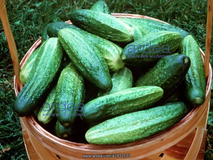 : CUCUMBERS - in basket : CUCUMBERS - in basket