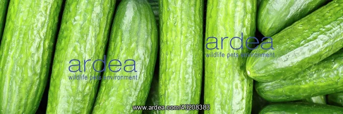 : Cucumbers Cucumber Vegetable Background from above : Cucumbers Cucumber Vegetable Background from above