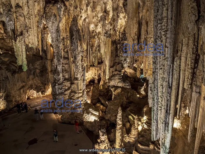 : Cueva de Nerja, illuminated cave : Cueva de Nerja, illuminated cave